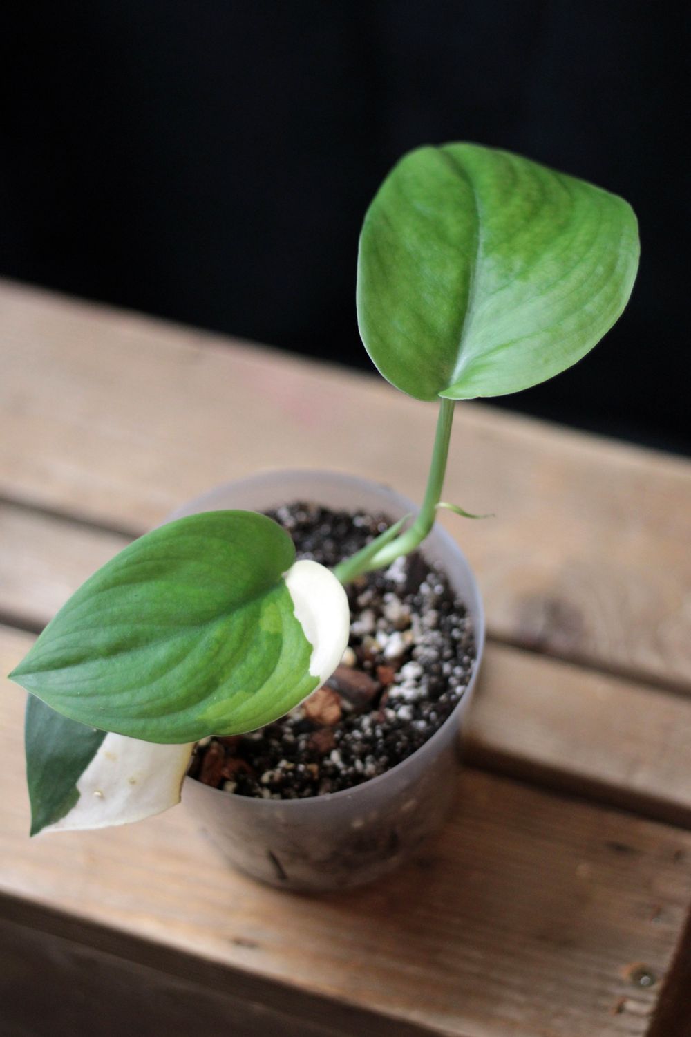 Scindapsus &quot;Blue Albo&quot; - A