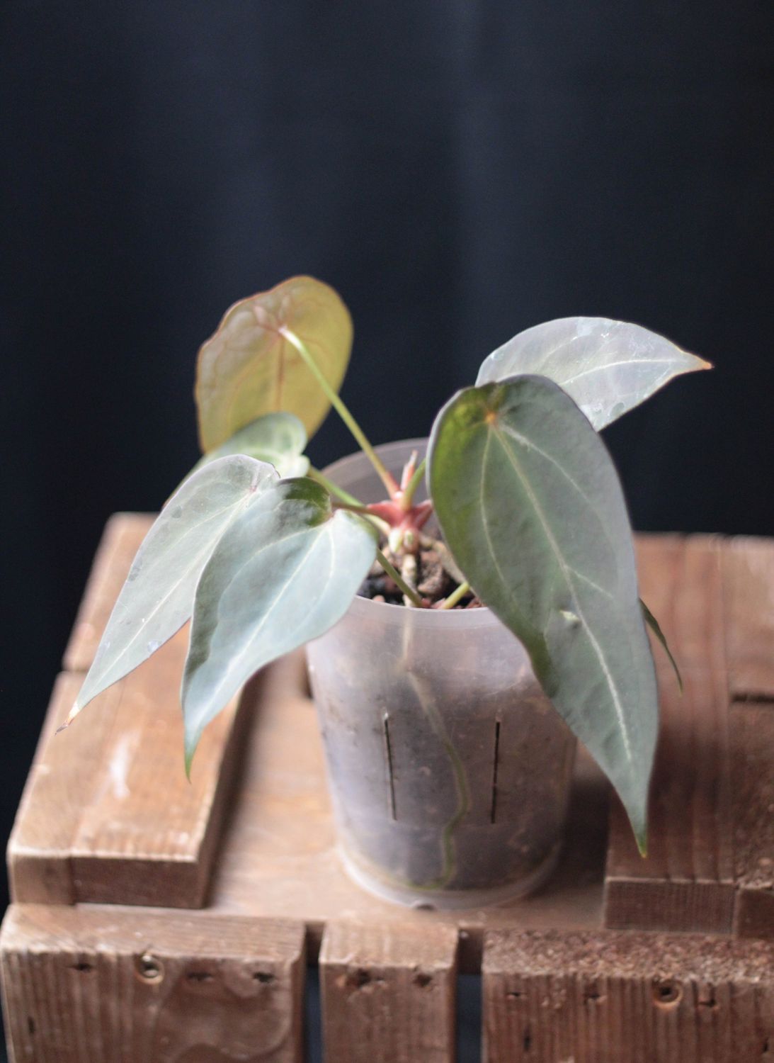 Anthurium &quot;Red Spider&quot; - A