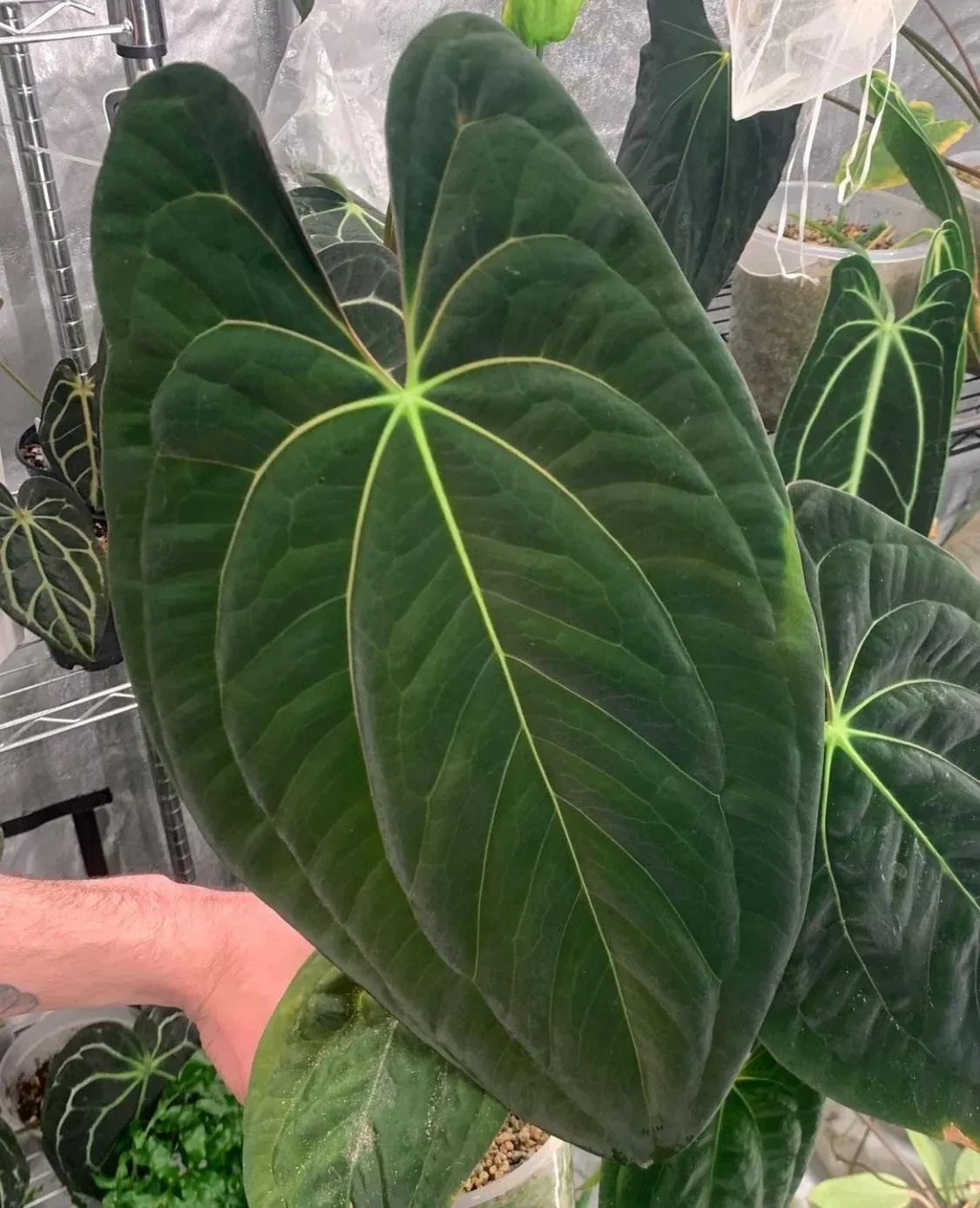 Anthurium Black Velvet "Panama" - A