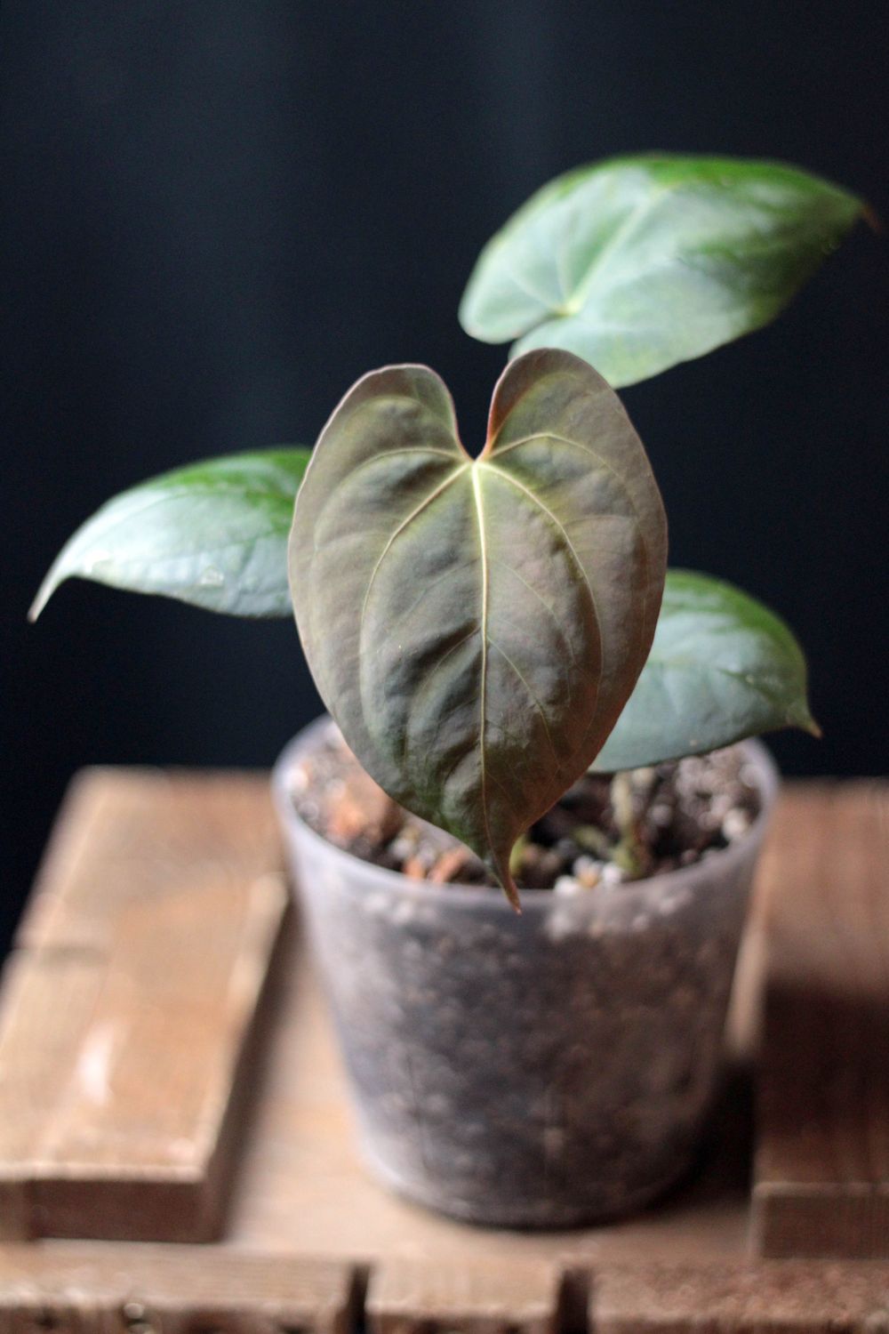 Anthurium Dark Phoenix - A