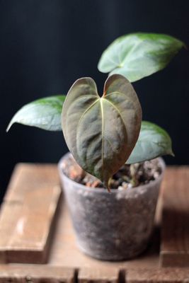 Anthurium Dark Phoenix - A