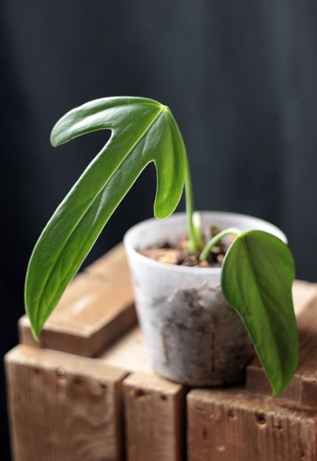 Anthurium Truncicola - A