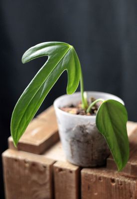 Anthurium Truncicola - A
