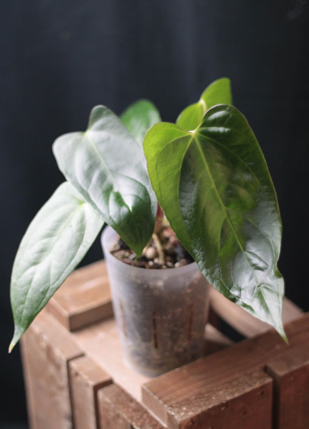 Anthurium Papillilaminum x Portillae - B