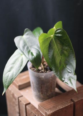 Anthurium Papillilaminum x Portillae - B