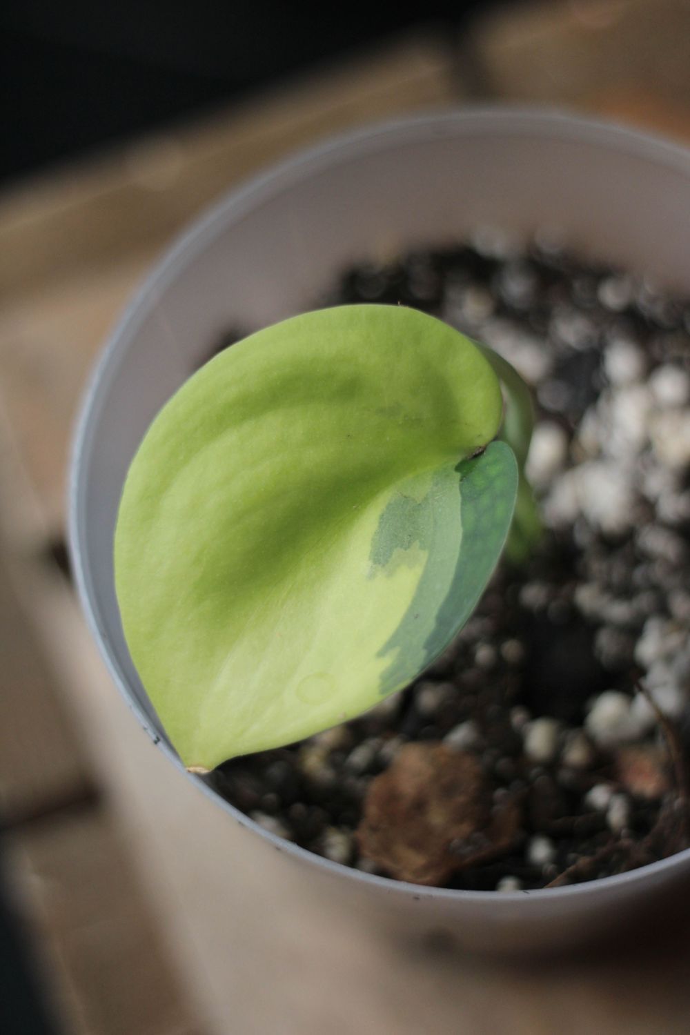 Scindapsus &quot;Blue Albo&quot; - C