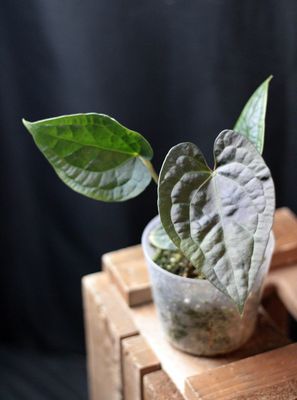 Anthurium Magnificum x Luxurians - A