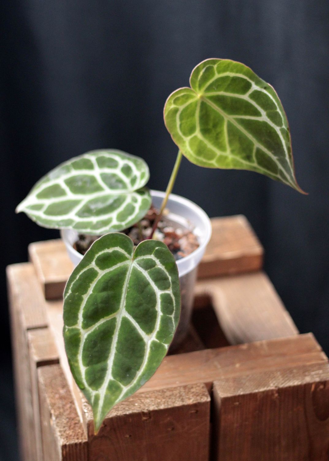 Anthurium Crystallinum “Black” - A