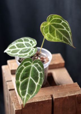 Anthurium Crystallinum “Black” - A
