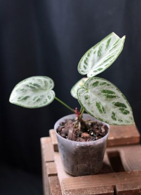 Anthurium Silver Blush - A