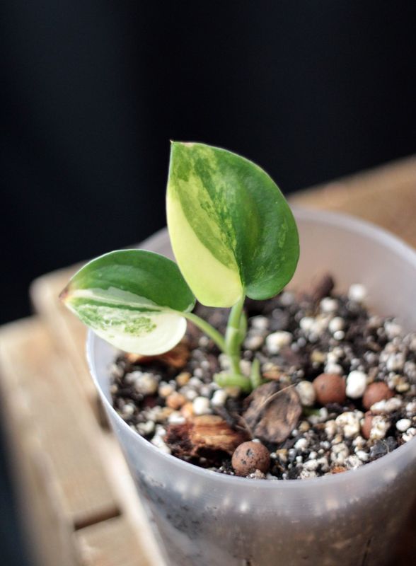 Scindapsus Jade Satin Variegated - A