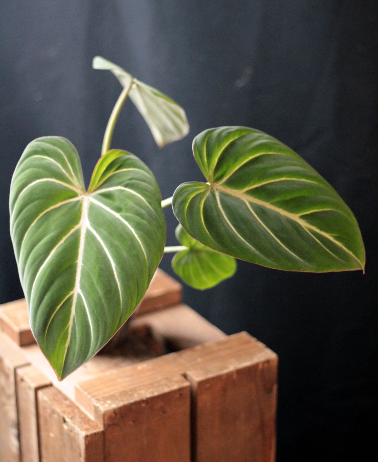 Philodendron Gloriosum &quot;Zebra&quot; - A