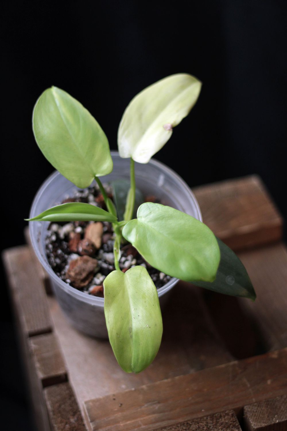 Philodendron Bipennifolium “Variegated Violin” - B