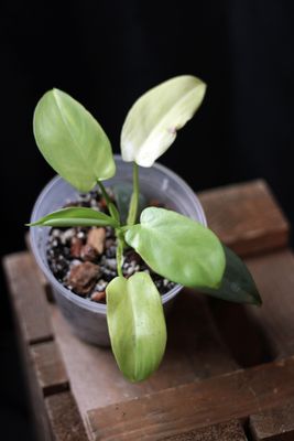 Philodendron Bipennifolium “Variegated Violin” - B