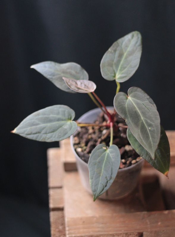 Anthurium Blue Papillilaminum Seed - A