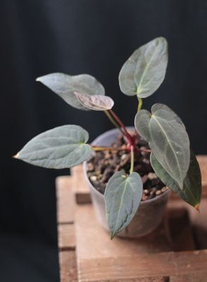 Anthurium Blue Papillilaminum Seed - A