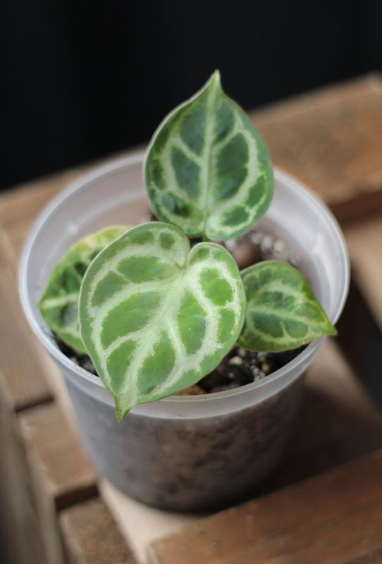Anthurium Dorayaki - A