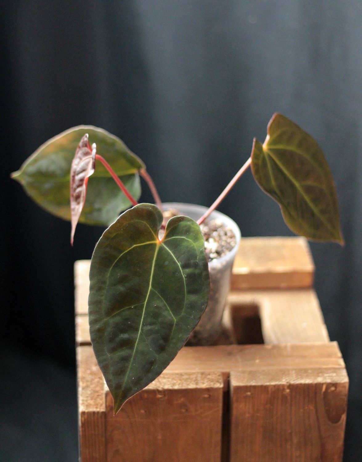 Anthurium Papillilaminum x Warocqueanum - A