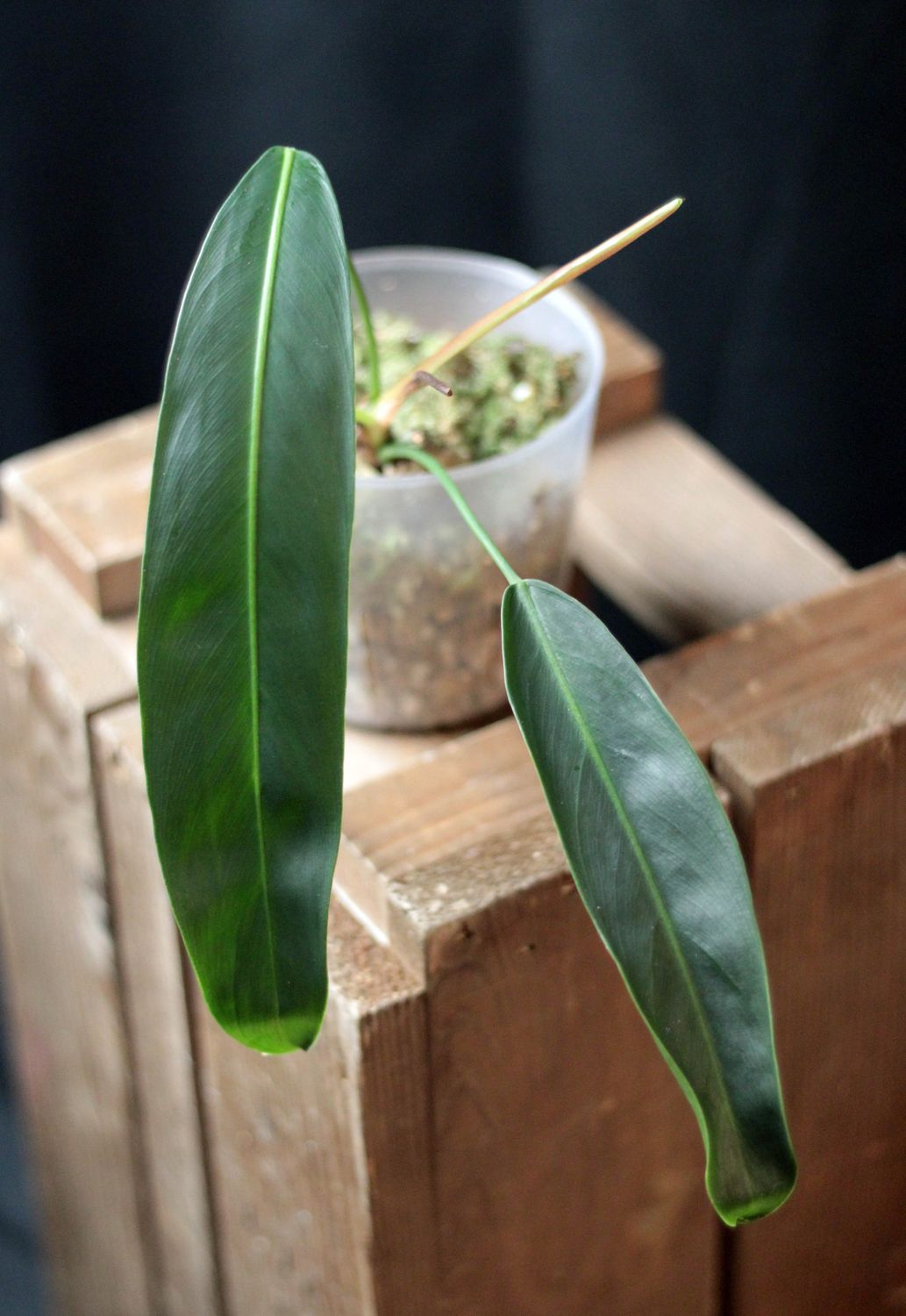 Philodendron Patriciae - B