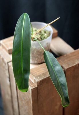 Philodendron Patriciae - B