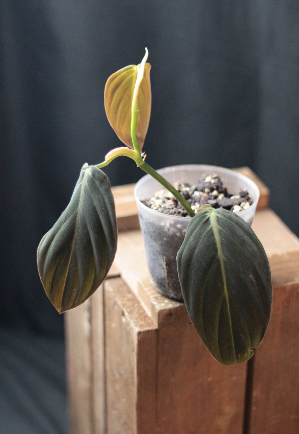 Philodendron Gigas - A
