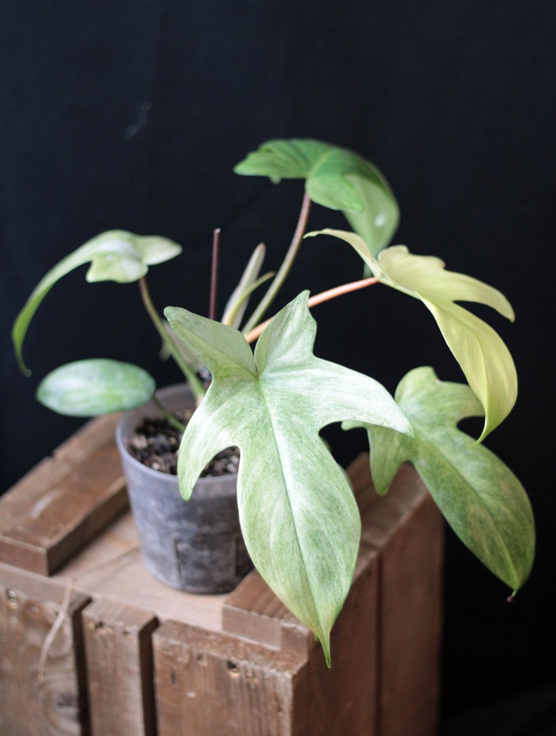 Philodendron Florida Ghost “Mint” - A