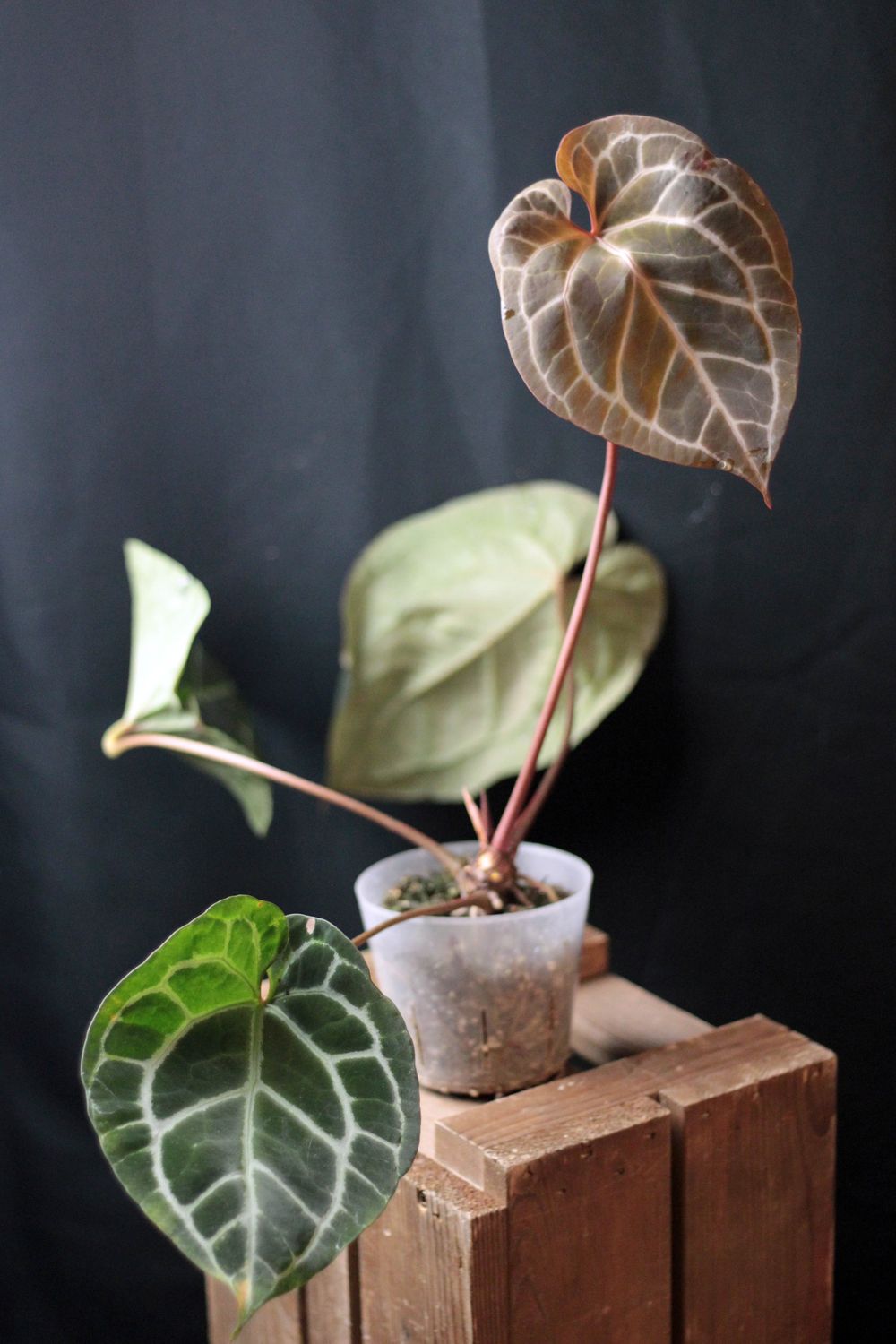 Anthurium Crystallinum &quot;Chocolate&quot; x Doc Block - B