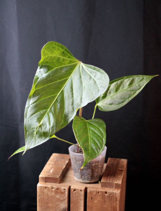 Anthurium Magnificum x Moronense - A