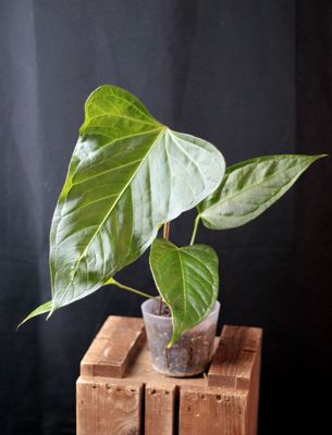 Anthurium Magnificum x Moronense - A