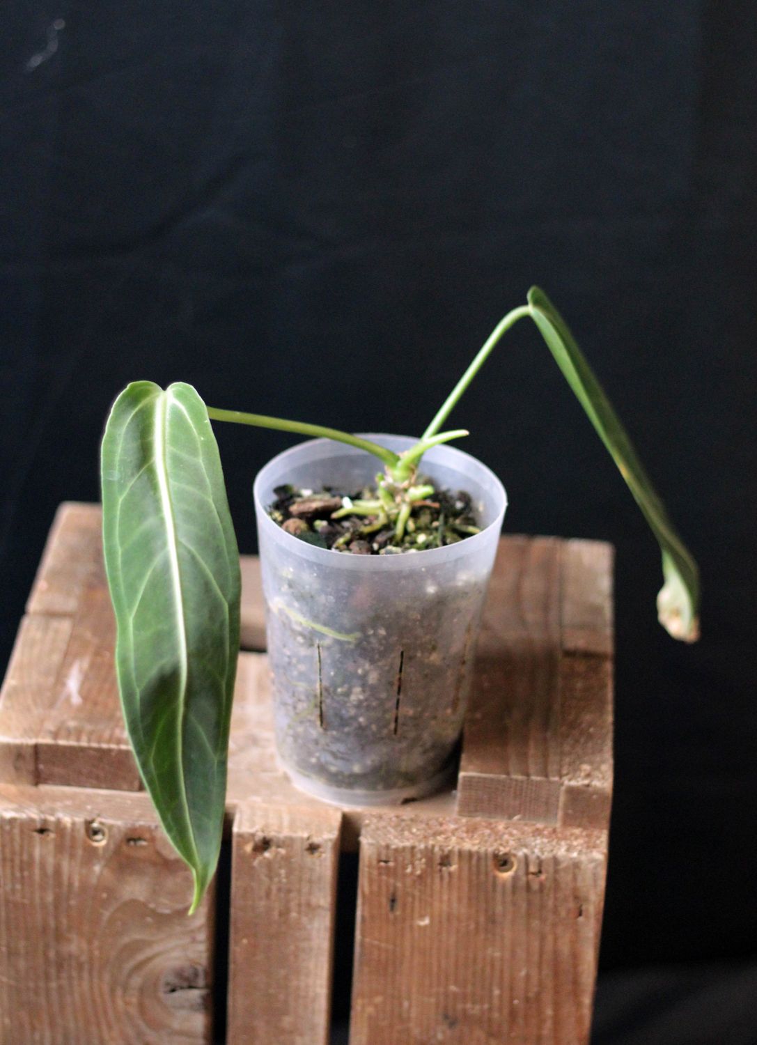 Anthurium Warocqueanum &quot;Narrow Dark&quot; - A