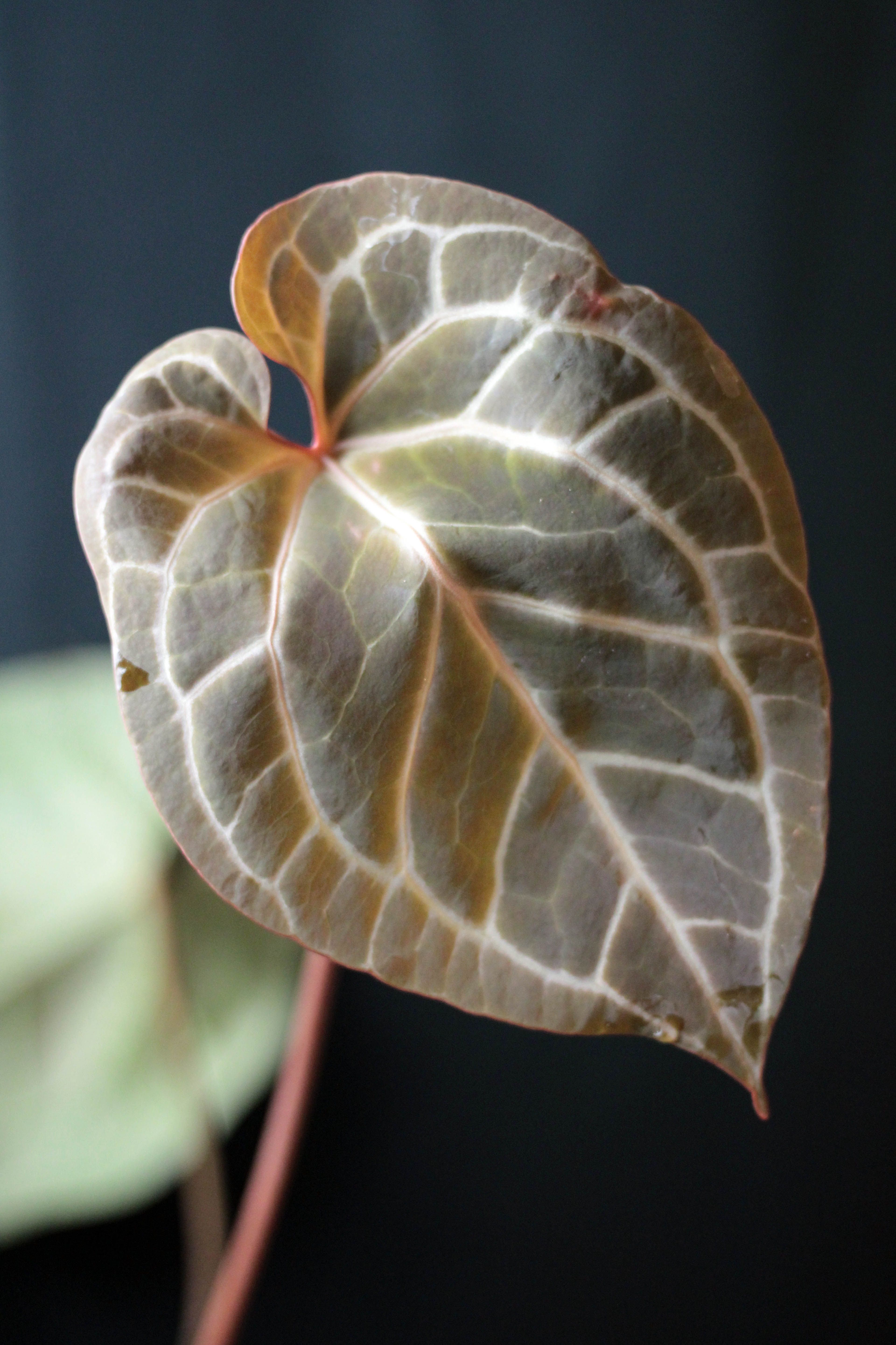 Anthurium Crystallinum 