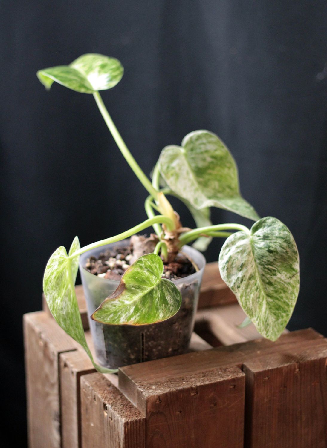 Philodendron Giganteum Marble - A