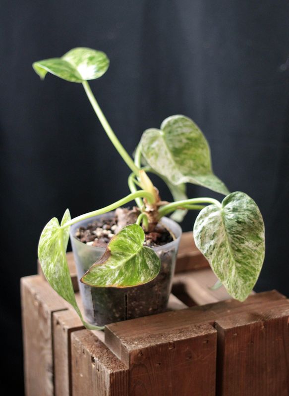 Philodendron Giganteum Marble - A