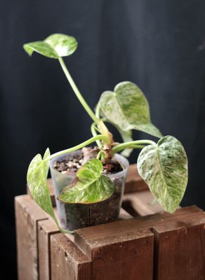 Philodendron Giganteum Marble - A