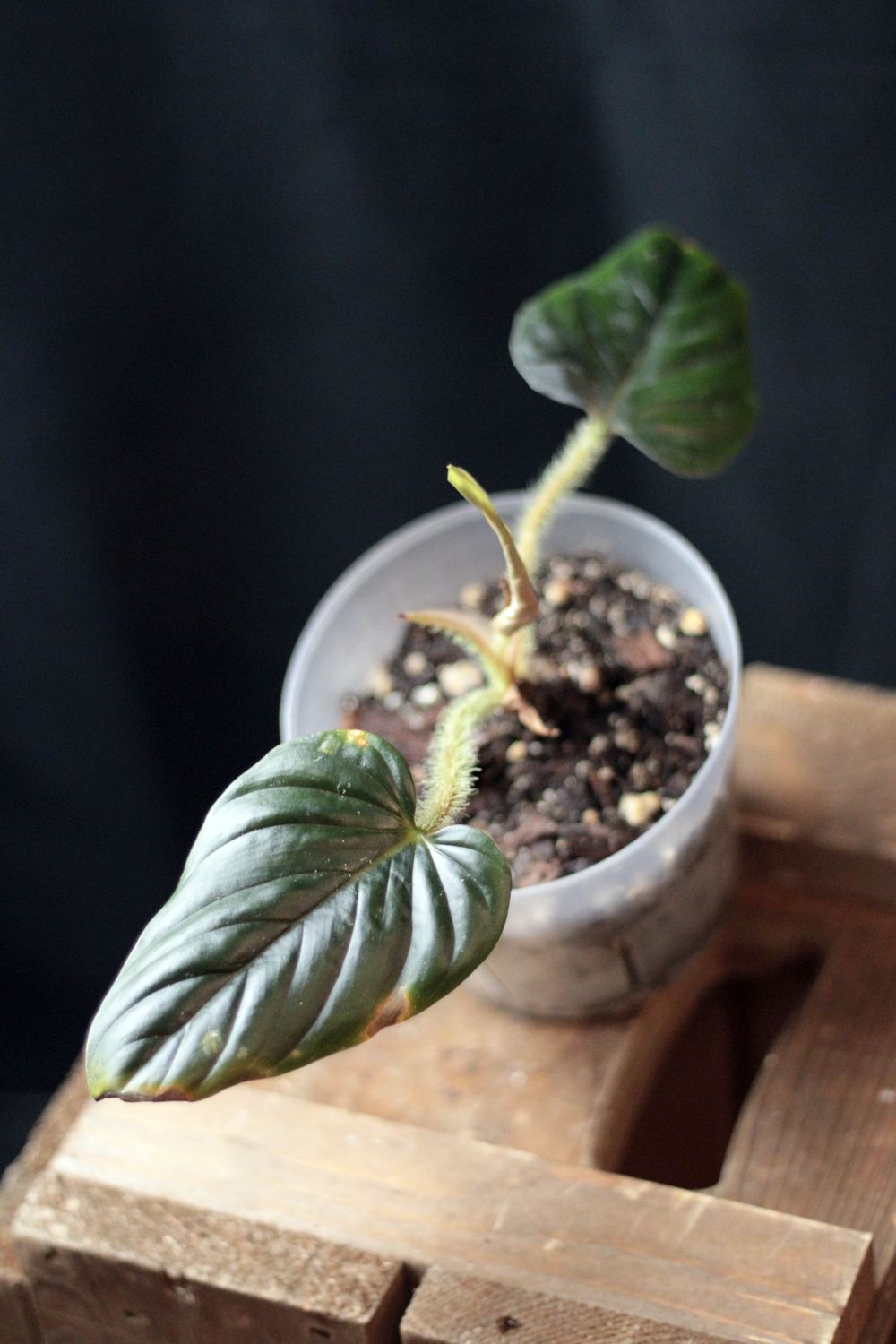 Philodendron Serpens &quot;Chocolate&quot; - A