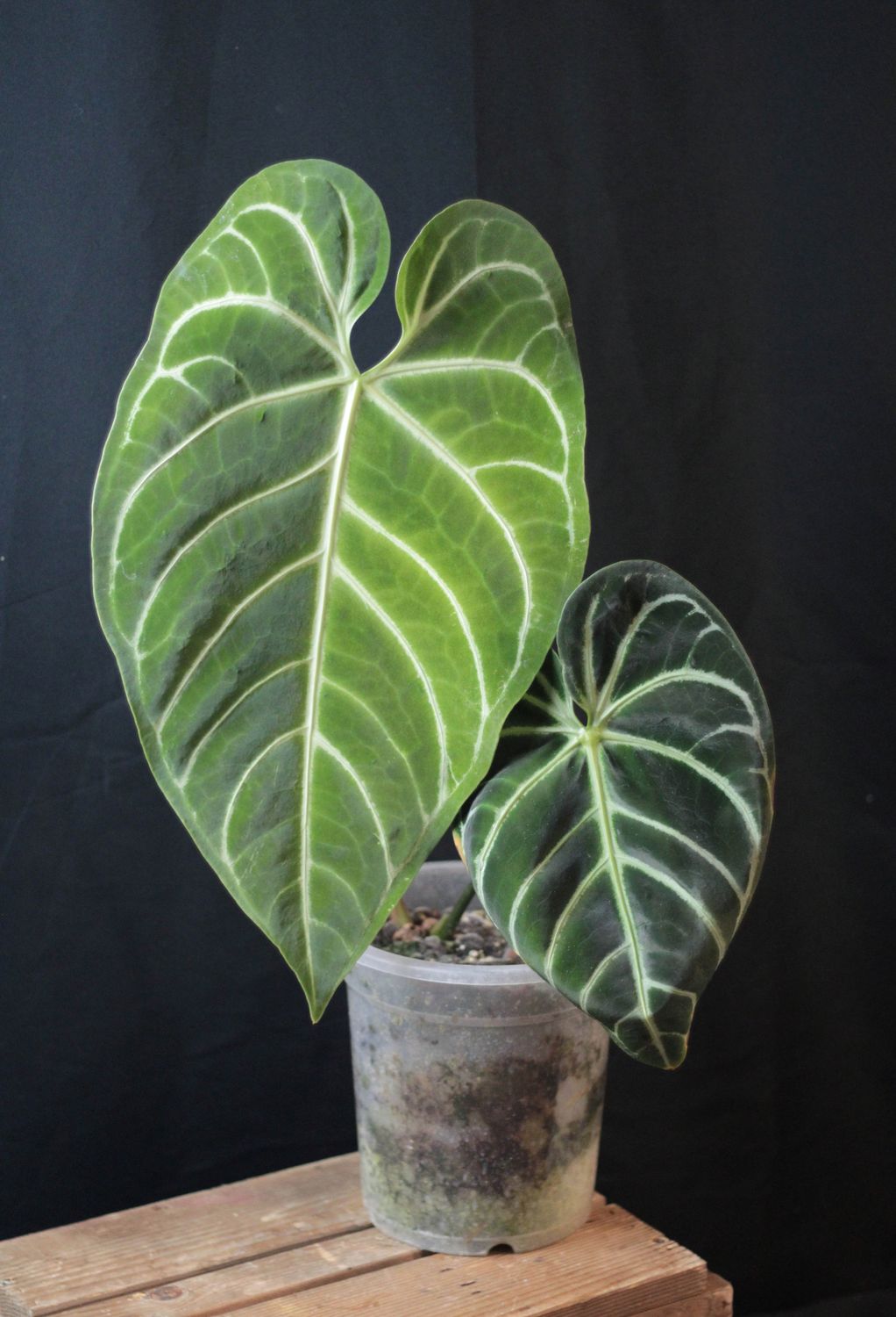 Anthurium Regale LG - A