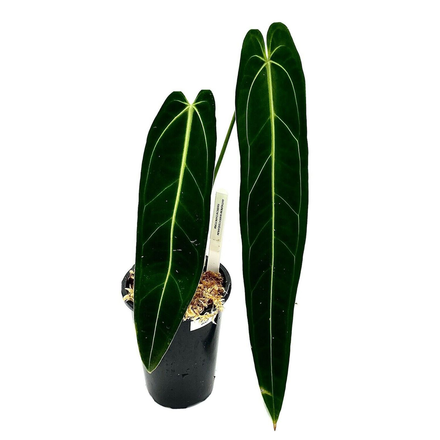 Anthurium Warocqueanum Large Show