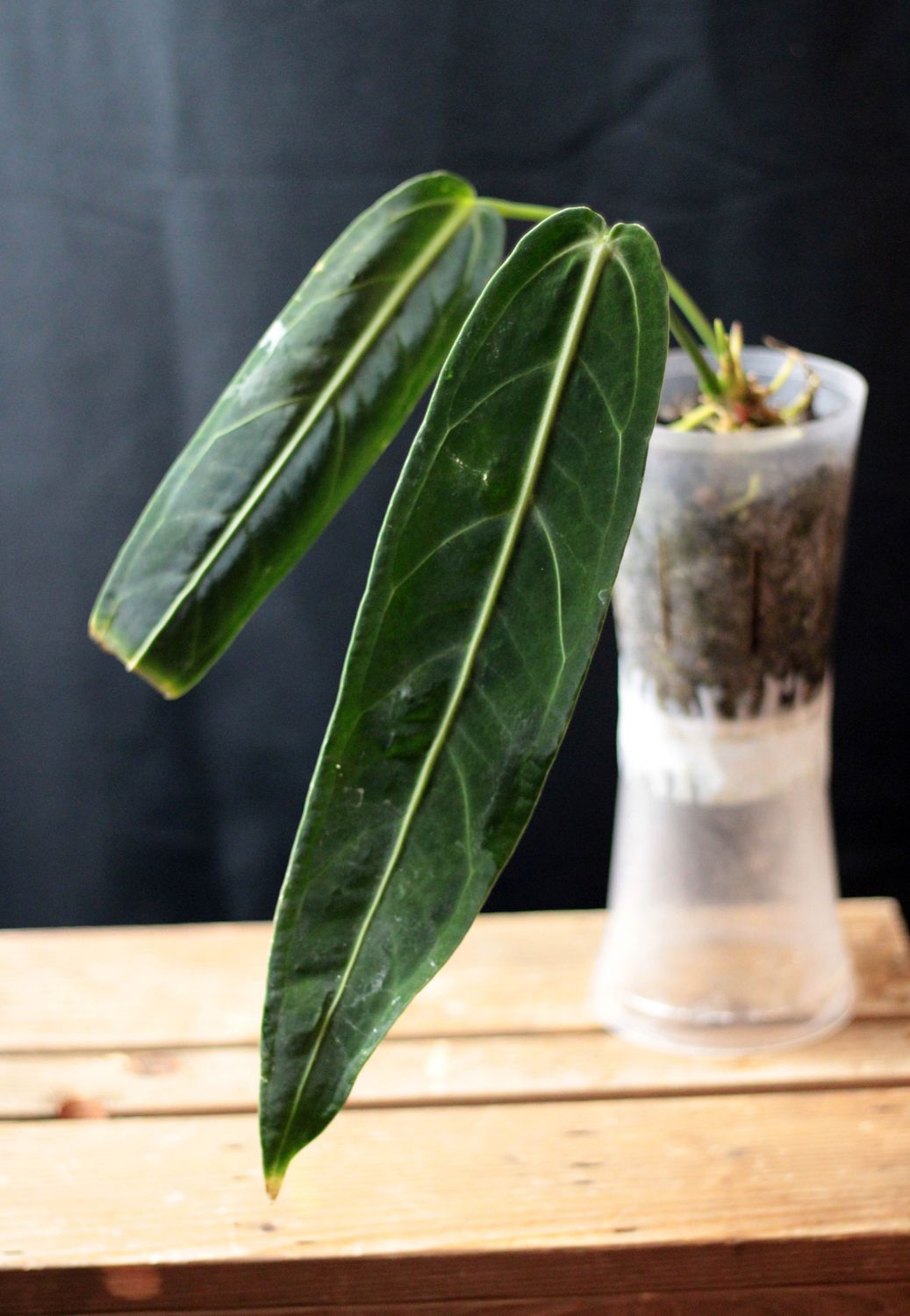 Anthurium Warocqueanum &quot;Narrow Dark&quot; - A