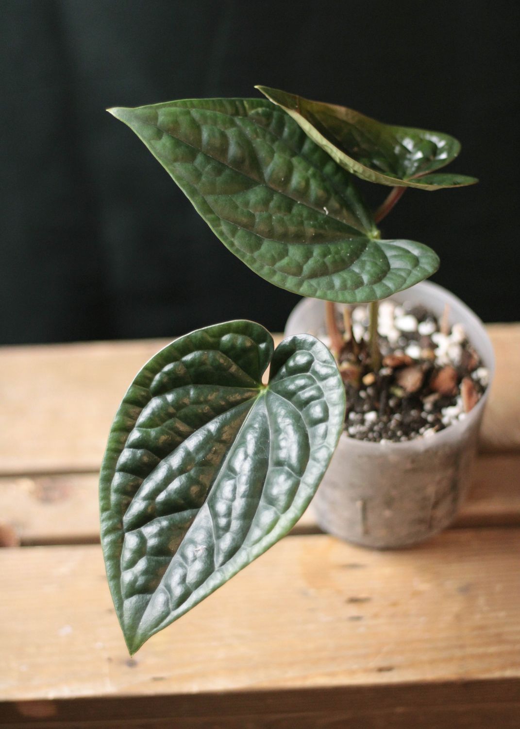 Anthurium Luxurians - B