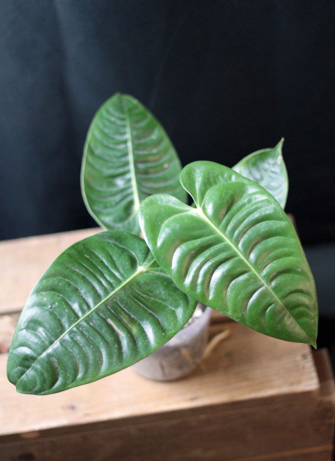 Anthurium Veitchii - B