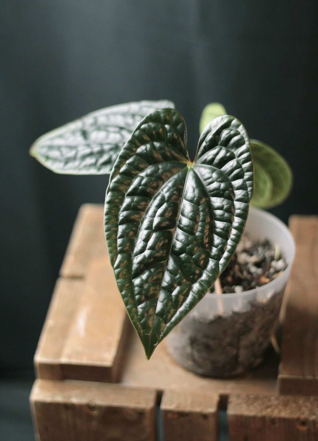 Anthurium Luxurians - A
