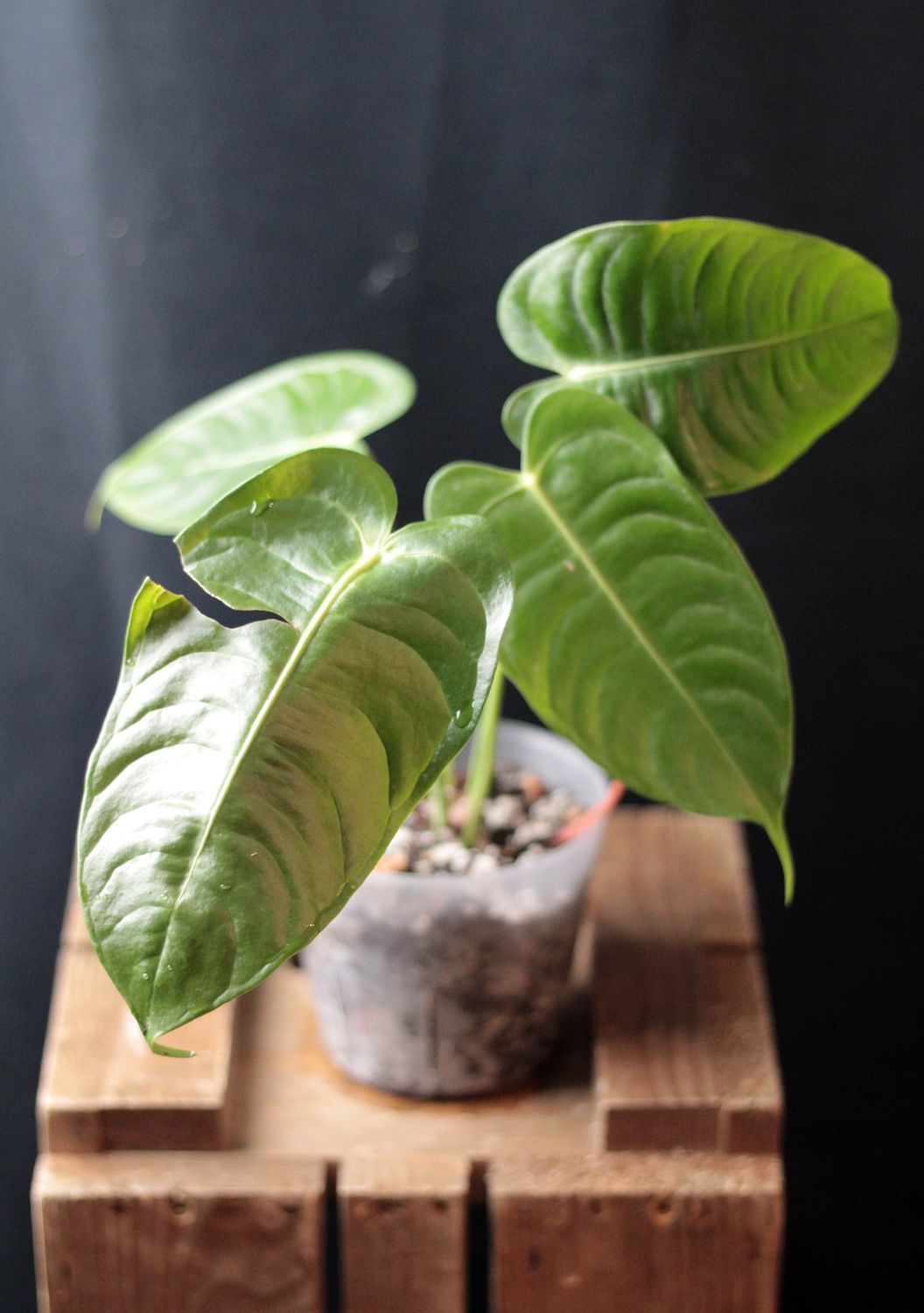 Anthurium Veitchii - A
