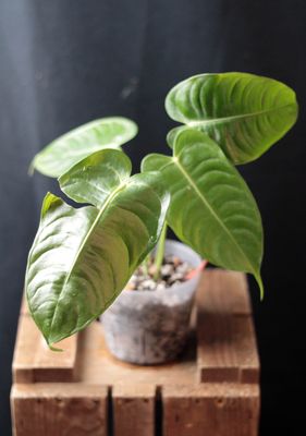 Anthurium Veitchii - A