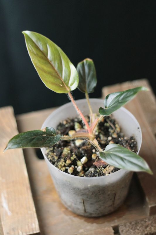 Philodendron Serpens &quot;Chocolate&quot; - A