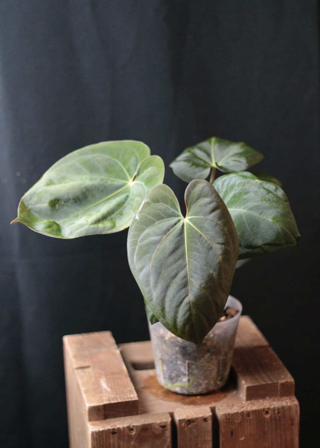 Anthurium Dark Phoenix - A