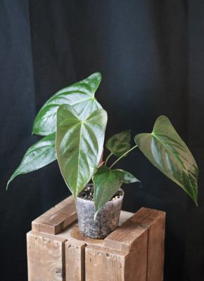 Anthurium Papillilaminum x Portillae - A