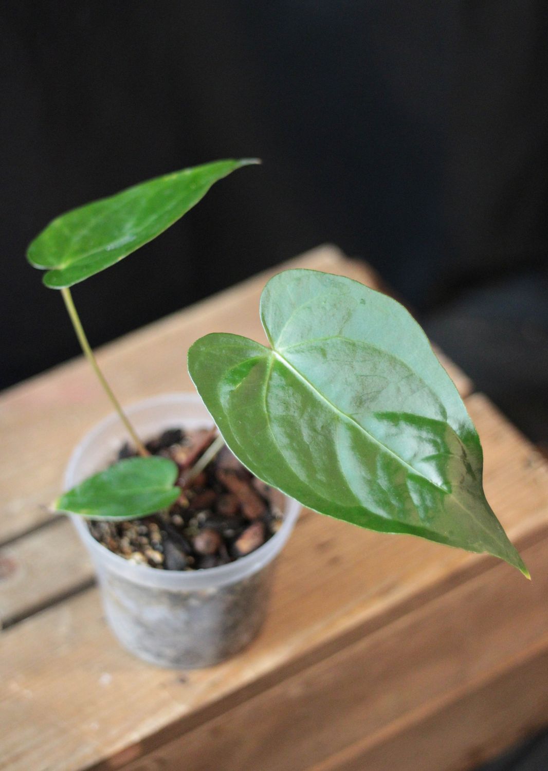 Anthurium Magnificum - A