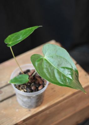 Anthurium Magnificum - A