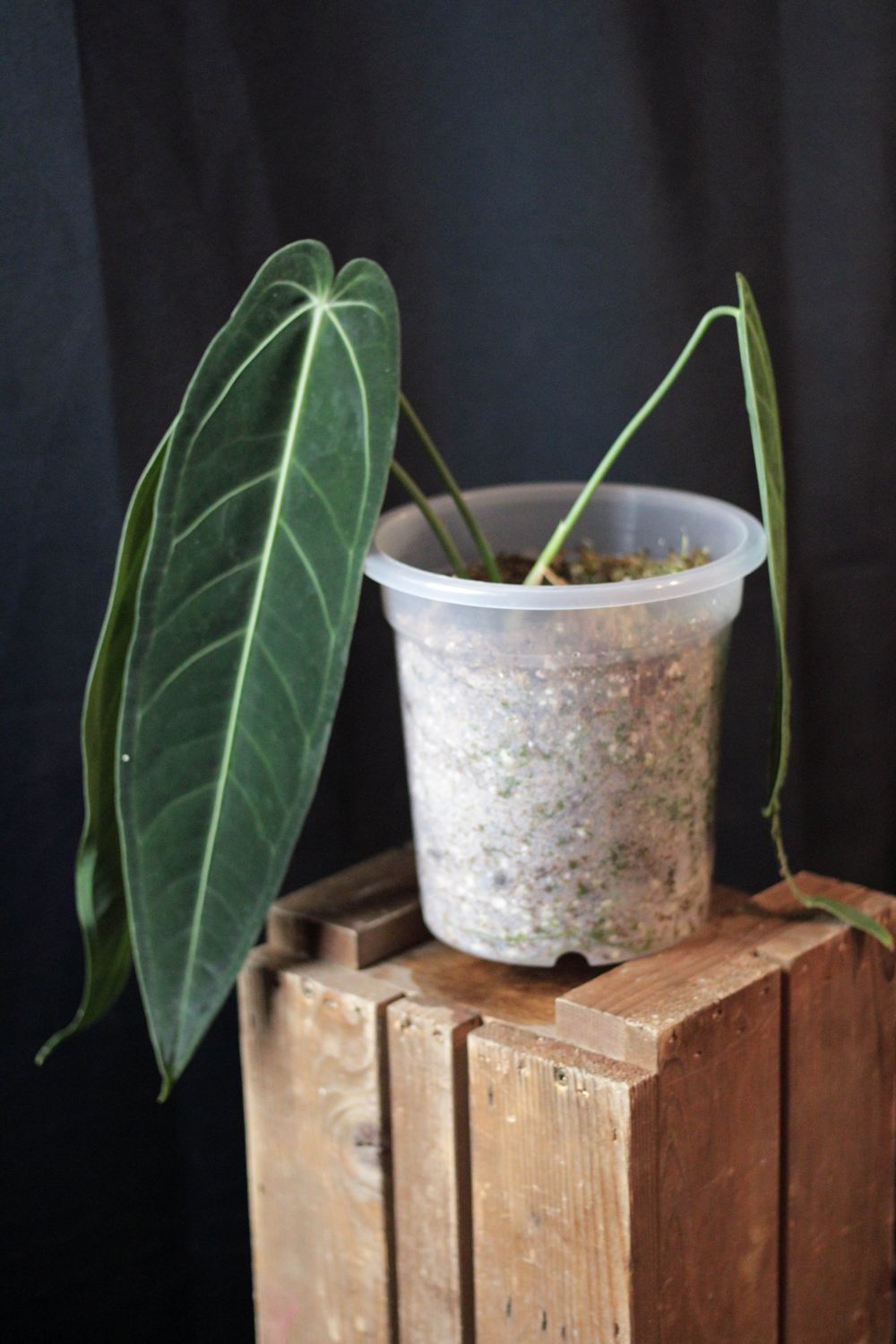 Anthurium Warocqueanum LG “Narrow Dark”