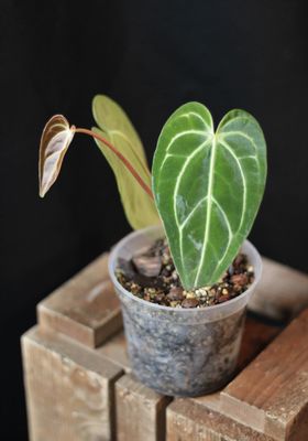 Anthurium Regale - A